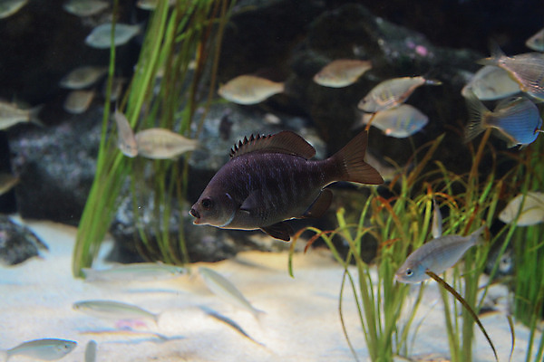 포토 JPG 해외이미지 어류 사람없음 수중 수족관 해외202004 해외포토 수중동물 파일형식 이미지허브