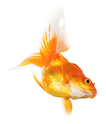 포토 JPG 해외이미지 동물 백그라운드 컨셉 오렌지 모션 자연 주택 어류 사람없음 물 반려동물 수중 수영 희망 침묵 거품 꿈 자유 흰색 액체 사발 황금 고독 작음 어항 싱글 눈금 꼬리 금붕어 탱크 지느러미 수족관 마법 잉어 고립 무료 해외202004 해외포토 자연요소 감정 컬러 과일 건물 수중동물 소리 수상스포츠 사기그릇 크기 생태계 파일형식 이미지허브