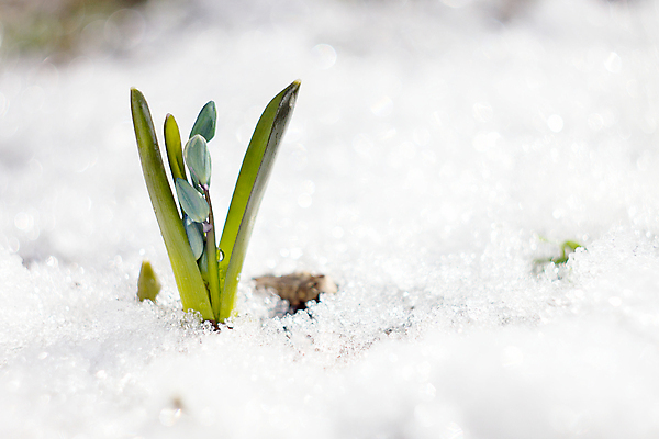포토 JPG 해외이미지 식물 계절 꽃잎 꽃 꽃다발 백그라운드 잎 겨울 꽃무늬 자연 사람없음 야외 초록색 파란색 머리 정원 봄 성장 벚꽃 신선 개화 떨어짐 숲 4월 묘사 내추럴 블루벨 처음 헌병 해외202004 해외포토 컬러 컨셉 무늬 신체부위 군인 날짜 생태계 파일형식 이미지허브
