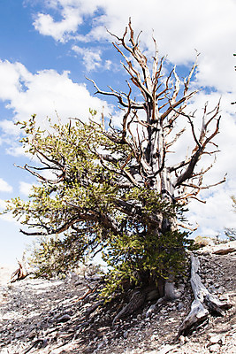 포토 JPG 해외이미지 나무 식물 공원 여행 자국 자연 하늘 산 풍경 사람없음 야외 목재 세로 파란색 갈색 미국 흰색 나뭇가지 소나무 황무지 숲 캘리포니아 나무껍질 암초 침엽수 동쪽 원뿔 옛날 전국 절정 해외202004 해외포토 도형 공공시설 컬러 북아메리카 재료 껍질 방향 생태계 파일형식 이미지허브