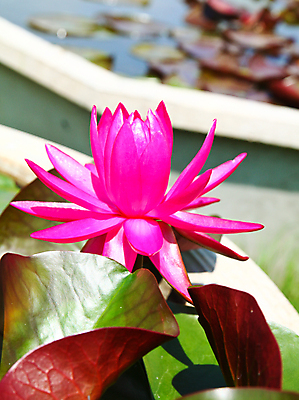 포토 JPG 해외이미지 식물 꽃잎 꽃 아시아 호수 분홍색 백그라운드 잎 꽃무늬 태국 자연 동양인 사람없음 야외 초록색 물 컬러풀 정원 고요 봄 벚꽃 연못 관목 생물학 향기 신성 동쪽 내추럴 이국적 해외202004 해외포토 자연요소 나무 계절 교육 나라 컬러 무늬 인종 방향 생태계 냄새 파일형식 이미지허브