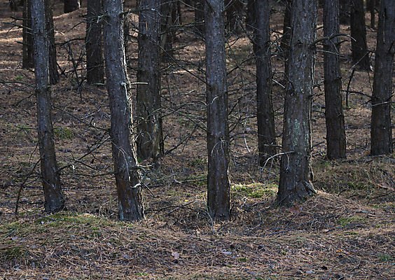 포토 JPG 해외이미지 나무 식물 계절 공원 자연 이끼 풍경 사람없음 야외 목재 초록색 여름 햇빛 환경 침묵 가을 나뭇가지 소나무 숲 침엽수 전나무 삼림지대 가문비나무 해외202004 해외포토 공공시설 컬러 재료 태양 소리 생태계 파일형식 이미지허브