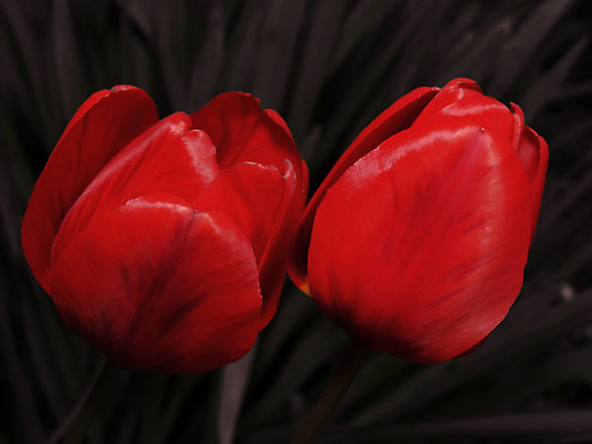 포토 JPG 해외이미지 식물 공원 꽃잎 꽃 줄기 백그라운드 2 꽃무늬 농업 자연 엄마 발렌타인데이 사랑 풍경 사람없음 야외 빨간색 여름 컬러풀 햇빛 농장 정원 봄 튤립 벚꽃 신선 그룹 닫기 각도 대각선 벨벳 해외202004 해외포토 계절 공공시설 감정 산업 선 컬러 무늬 가족 모션 데이이벤트 태양 실크 생태계 파일형식 이미지허브