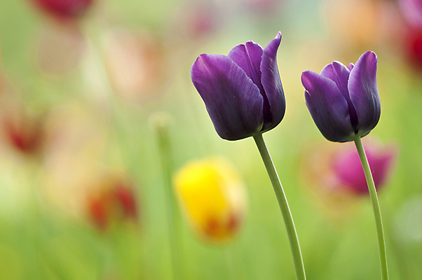 포토 JPG 해외이미지 식물 공원 꽃 자연 사람없음 여름 정원 봄 기쁨 튤립 가득함 해외202004 해외포토 계절 공공시설 감정 생태계 파일형식 이미지허브