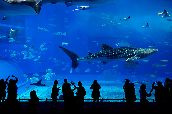 포토 JPG 해외이미지 전신 실루엣 실내 어류 사람 여러명 파란색 수중 군중 수족관 아쿠아리움 고래상어 해외202004 해외포토 컬러 다수 촬영기법 내부 수중동물 상어 파일형식 이미지허브
