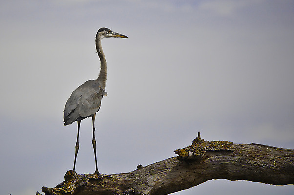 포토 JPG 해외이미지 야생동물 조류 앉기 사람없음 목재 옆모습 물 파란색 쌓기 항구 회색 황무지 큼 왜가리 깃털 부리 발톱 해외202004 해외포토 자연요소 나무 동물 뷰포인트 컬러 재료 교통시설 모션 발 크기 파일형식 이미지허브