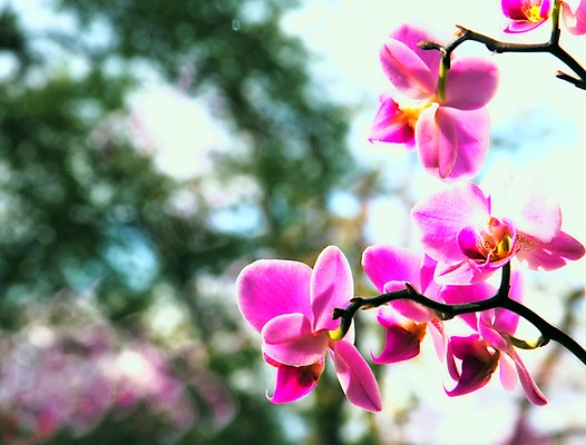 포토 JPG 해외이미지 식물 꽃잎 꽃 줄기 분홍색 꽃다발 자연 선물 사람없음 초록색 스파 침묵 봄 활발 벚꽃 흰색 나뭇가지 난초 오브젝트 호접란 내추럴 해외202004 해외포토 나무 계절 컬러 컨셉 소리 생태계 파일형식 이미지허브