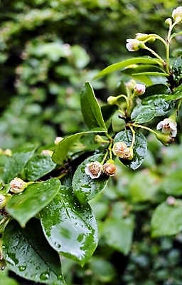 포토 JPG 해외이미지 나무 식물 야생동물 줄기 잎 자연 표면 날씨 건강 사람없음 야외 초록색 물 여름 빛 햇빛 환경 젖음 성장 물방울 신선 투명 액체 수분 빗방울 유기농 질감 내추럴 그리너리 해외202004 해외포토 자연요소 동물 웰빙 계절 컬러 태양 비_날씨 생태계 파일형식 트랜드컬러 이미지허브