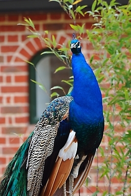 포토 JPG 해외이미지 1 남자 야생동물 백그라운드 패턴 자연 조류 벽돌 서기 사람없음 파란색 컬러풀 머리 활발 우아함 닫기 공작 깃털 웅장함 해외202004 해외포토 동물 컬러 컨셉 무늬 모션 사람 신체부위 생태계 파일형식 이미지허브