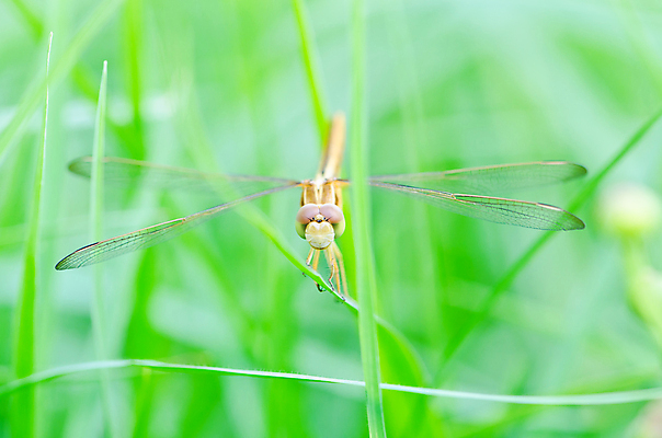 포토 JPG 해외이미지 동물 공원 곤충 신체 날개 자연 사람없음 초록색 여름 파란색 컬러풀 노란색 펼침 닫기 해충 벌레 잠자리 싱글 꼬리 각도 육식동물 강렬 진짜 해외202004 해외포토 계절 공공시설 컬러 모션 생태계 파일형식 이미지허브