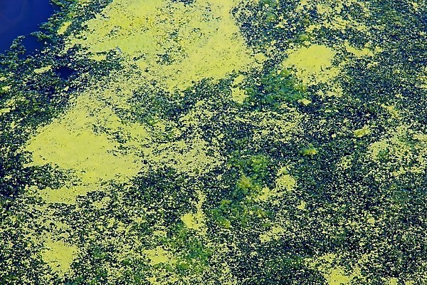 포토 JPG 해외이미지 바다 사람없음 초록색 와인 코트 해조류 포르투갈 진흙 대서양 기생충 생태학 더스트파티클 해외202004 해외포토 교육 유럽 컬러 주류 외투 해양식물 바이러스 파일형식 이미지허브