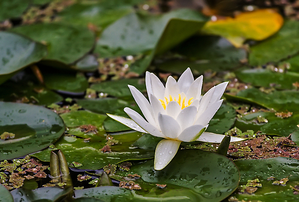 포토 JPG 해외이미지 식물 꽃잎 꽃 잎 꽃무늬 자연 사람없음 야외 초록색 물 머리 정원 벚꽃 흰색 연못 싱글 해외202004 해외포토 자연요소 컬러 무늬 신체부위 생태계 파일형식 이미지허브