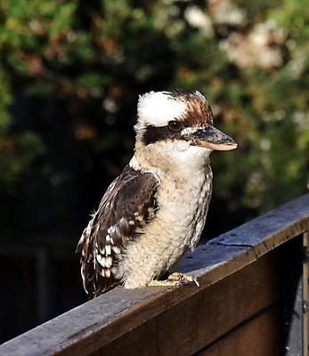 포토 JPG 해외이미지 공원 야생동물 포즈 날개 자연 조류 열대 서기 웃음 앉기 사람없음 초록색 갈색 정원 회색 가을 나뭇가지 원주민 호주 숲 깃털 호기심 부리 사냥꾼 시끄러움 육식 내추럴 물총새 오지 이국적 파라다이스 그리너리 해외202004 해외포토 나무 동물 직업 계절 공공시설 감정 컬러 컨셉 모션 표정 아프리카인 오세아니아 생태계 파일형식 트랜드컬러 이미지허브