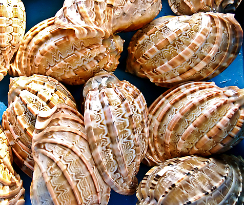 포토 JPG 해외이미지 바다 백그라운드 자연 벽지 조류 추상 조개 기술 선물 사람없음 물 껍질 그룹 소라 오브젝트 기념품 해외202004 해외포토 자연요소 동물 무늬 어패류 생태계 파일형식 이미지허브