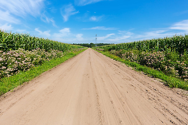 포토 JPG 해외이미지 식물 구름 계절 유럽 모래 밭 농업 자연 하늘 거리 파노라마 옥수수 풍경 사람없음 야외 초록색 여름 파란색 농작물 햇빛 환경 맑음 시골 운명 땅 방향 네덜란드 장면 내추럴 밭일 흙길 수평선 선두 해외202004 해외포토 자연요소 나라 산업 길 컬러 날씨 곡류 촬영기법 태양 흙 생태계 파일형식 이미지허브