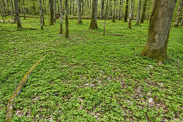 포토 JPG 해외이미지 나무 식물 계절 공원 유럽 잎 자연 국립공원 풍경 사람없음 야외 초록색 갈색 환경 봄 신선 행운 황무지 숲 날것 광택 멸종 폴란드 내추럴 고립 옛날 오리지널 전국 해외202004 해외포토 공공시설 나라 컬러 컨셉 생태계 파일형식 이미지허브
