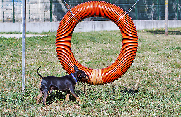 포토 JPG 해외이미지 동물 포유류 자연 놀이 털 서기 경비 사람없음 야외 반려동물 갈색 머리 검은색 게임 개 강아지 귀 위치 송곳니 기르기 동반자 신앙심 유래 총구 해외202004 해외포토 컬러 모션 안전 신체부위 치아 보호 생태계 돌봄 파일형식 이미지허브