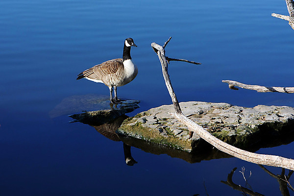 포토 JPG 해외이미지 모양 동물 공원 호수 야생동물 캐나다 날개 자연 조류 하늘 오리 사람없음 물 강 검은색 힘 덮개 시골 연못 개울 원주민 떨어짐 깃털 시작 상승 부리 거위 물새 단아함 동물상 해외202004 해외포토 자연요소 공공시설 컬러 컨셉 북아메리카 조형물 뚜껑 아프리카인 생태계 파일형식 이미지허브