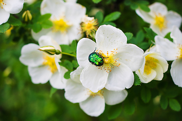 포토 JPG 해외이미지 나무 식물 꽃잎 꽃 잎 자연 사람없음 초록색 여름 노란색 정원 봄 벚꽃 흰색 나뭇가지 개화 사과 해외202004 해외포토 계절 컬러 과일 생태계 파일형식 이미지허브