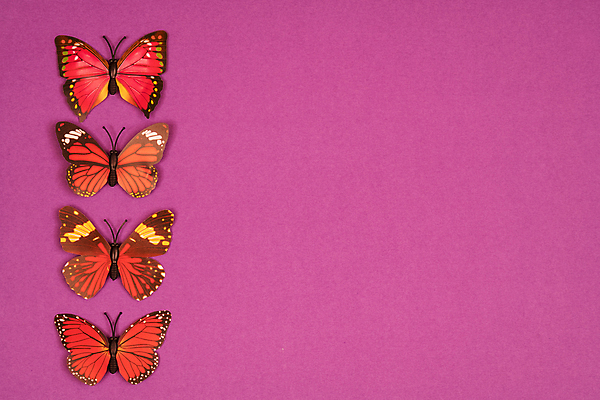 포토 JPG 해외이미지 디자인 배너 꽃 선 나비 곤충 백그라운드 컨셉 꽃무늬 패턴 날개 일러스트 자연 벽지 추상 미술 성인 사람없음 그래픽 장식 책 여름 빛 컬러풀 유행 검은색 봄 공백 수확 신용카드 낙서 문신 심볼 그림 질감 엘리먼트 스타일 해외202004 해외포토 식물 동물 계절 컬러 무늬 농업 문화예술 사람 금융 생태계 파일형식 이미지허브