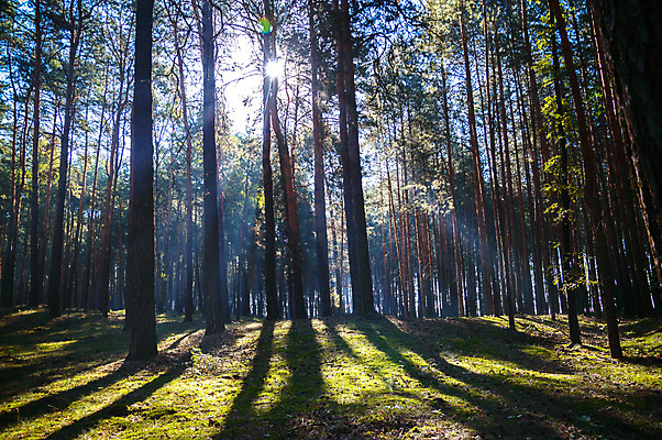 포토 JPG 해외이미지 나무 식물 계절 공원 길 여행 백그라운드 잎 자연 벽지 하늘 아침 풍경 사람없음 야외 목재 초록색 여름 파란색 빛 컬러풀 햇빛 태양 환경 맑음 봄 광선 가을 시골 신선 숲 장면 내추럴 해외202004 해외포토 주간 자연요소 공공시설 컬러 재료 날씨 생태계 파일형식 이미지허브