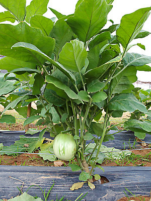 포토 JPG 해외이미지 모양 식물 아시아 음식 농업 다이어트 채소 재료 태국 자연 가지 건강 요리 동양인 사람없음 초록색 농장 농경지 환경 수확 시골 신선 원형 맛 작음 먹기 유기농 날것 내추럴 밭일 줄서기 채식주의자 해외202004 해외포토 도형 웰빙 나라 산업 컬러 컨셉 모션 인종 크기 생태계 채식 파일형식 이미지허브