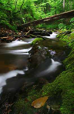 포토 JPG 해외이미지 나무 야생동물 여행 자연 벽지 산 이끼 풍경 사람없음 야외 물 여름 파란색 강 햇빛 여행객 평화 봄 폭포 젖음 흐름 자유 바위 개울 떨어짐 숲 위험 산등성이 무료 해외202004 해외포토 자연요소 식물 동물 계절 컬러 컨셉 사람 태양 돌_바위 생태계 파일형식 이미지허브