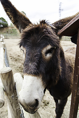 포토 JPG 해외이미지 동물 응시 행복 도로 얼굴 야생동물 여행 백그라운드 밭 농업 포유류 자연 하늘 웃음 사람없음 태양 농장 갈색 머리 카메라 흰색 시골 최고 쌍 그룹 군중 호기심 당나귀 노려봄 고립 해외202004 해외포토 자연요소 시선 감정 산업 길 컬러 컨셉 교통시설 표정 사람 신체부위 전자제품 말_동물 생태계 파일형식 이미지허브