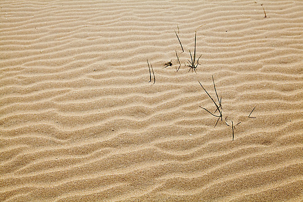 포토 JPG 해외이미지 모양 식물 모래 백그라운드 패턴 곡선 바람 추상 사람없음 야외 빛 모래사장 노란색 사막 질감 해외202004 해외포토 자연요소 선 바다 컬러 무늬 날씨 파일형식 이미지허브