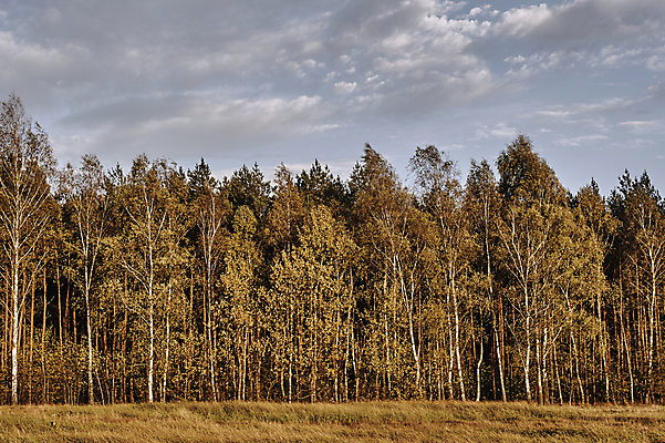 포토 JPG 해외이미지 나무 식물 구름 유럽 잎 자연 하늘 사람없음 숲 폴란드 해외202004 해외포토 자연요소 나라 생태계 파일형식 이미지허브