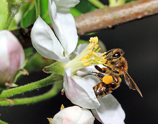 포토 JPG 해외이미지 나무 식물 계절 공원 꽃잎 꽃 백그라운드 꽃무늬 자연 하늘 사람없음 야외 빛 컬러풀 정원 일본 맑음 봄 성장 벚꽃 흰색 나뭇가지 신선 개화 체리 말벌 수분 5월 묘사 원예 꿀 자두 내추럴 꽃수술 막자 호박벌 해외202004 해외포토 공공시설 아시아 컬러 무늬 과일 날씨 취미 날짜 벌_곤충 생태계 파일형식 이미지허브
