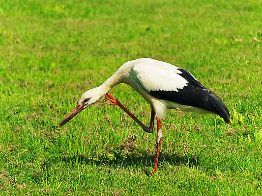 포토 JPG 해외이미지 동물 야생동물 자연 조류 잔디 사람없음 야외 초록색 환경 깃털 부리 동물상 황새 그리너리 해외202004 해외포토 식물 컬러 조형물 생태계 파일형식 트랜드컬러 이미지허브
