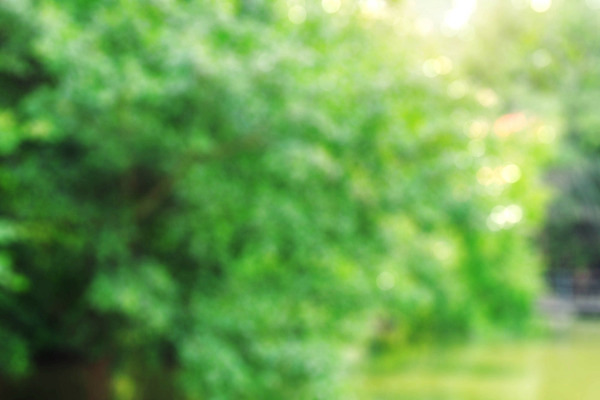 포토 JPG 해외이미지 나무 식물 디자인 계절 공원 호수 백그라운드 컨셉 잎 자연 하늘 추상 풍경 잔디 사람없음 야외 초록색 빛 햇빛 정원 가을 연못 신선 소프트포커스 숲 원예 내추럴 블러 해외202004 해외포토 공공시설 컬러 무늬 촬영기법 취미 태양 생태계 파일형식 이미지허브