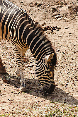 포토 JPG 해외이미지 동물 1 공원 아시아 야생동물 여행 포유류 아프리카 태국 자연 건조 털 동물원 서기 사람없음 세로 검은색 흰색 뜨거움 먹기 방콕 먼지 얼룩말 갈기 땅바닥 보호구역 전국 평야 해외202004 해외포토 공공시설 나라 컬러 모션 바닥 말_동물 생태계 구역 파일형식 이미지허브