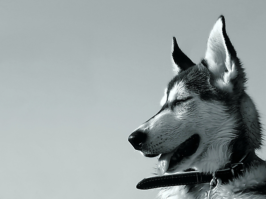 포토 JPG 해외이미지 동물 야생동물 새끼 자연 털 사람없음 반려동물 개 강아지 팩 수의사 송곳니 동반자 시베리아 총구 충실 해외202004 해외포토 포유류 화장품 의사 치아 생태계 파일형식 이미지허브