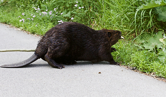 포토 JPG 해외이미지 모양 나무 도로 호수 음식 캐나다 털 종류 풍경 사람없음 물 강 갈색 힘 산책 연못 최고 막대기 닫기 설치류 큼 북쪽 고립 비버 디테일 해외202004 해외포토 자연요소 식물 동물 길 컬러 북아메리카 교통시설 모션 휴식 크기 방향 파일형식 이미지허브