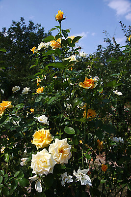 포토 JPG 해외이미지 꽃 백그라운드 농업 자연 사람없음 야외 컬러풀 장미 노란색 새싹 정원 봄 소프트포커스 해외202004 해외포토 식물 계절 산업 컬러 촬영기법 생태계 파일형식 이미지허브