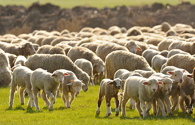 포토 JPG 해외이미지 동물 구름 백그라운드 밭 농업 자연 하늘 날씨 염소 산 풍경 사람없음 여름 햇빛 농장 농경지 노란색 쌓기 환경 가축 일몰 사막 가을 양 군중 저녁 숲 방목 언덕 양고기 산악지대 밭일 찰과상 해외202004 해외포토 자연요소 계절 산업 컬러 포유류 모션 육류 사람 태양 노을 축산업 상처 야간 생태계 파일형식 이미지허브