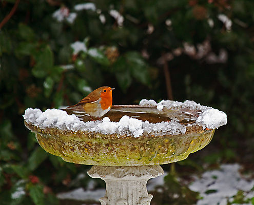 포토 JPG 해외이미지 전통 계절 유럽 야생동물 크리스마스 겨울 조류 사람없음 빨간색 물 정원 축제 목욕 추위 인사 12월 해외202004 해외포토 자연요소 동물 기념일 나라 컬러 청결 예절 날짜 파일형식 이미지허브