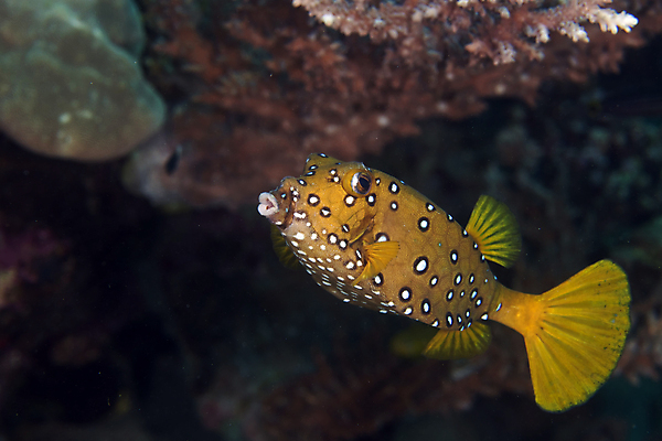 포토 JPG 해외이미지 바다 여행 표면 어류 사람없음 물 파란색 평화 우주 수중 어둠 고요 아래 다이빙 초대 장면 깊이 침몰 해외202004 해외포토 자연요소 컬러 컨셉 수영 수중동물 방향 위치 수중스포츠 파일형식 이미지허브