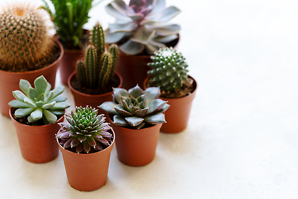 포토 JPG 해외이미지 나무 식물 디자인 계절 꽃 화초 벽 백그라운드 잎 꽃무늬 패턴 자연 탁자 선인장 주택 실내 미술 사람없음 내부 장식 초록색 여름 세트 유행 우주 정원 방 흰색 시골 신선 냄비 작음 수집 내추럴 스칸디나비아 심기 미니멀 해외202004 해외포토 컬러 가구 무늬 모션 문화예술 건물 솥 크기 생태계 파일형식 이미지허브