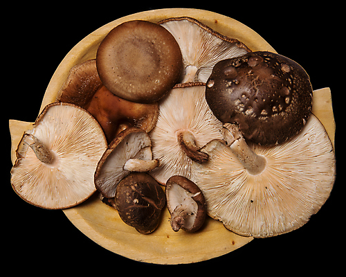 포토 JPG 해외이미지 1 음식 백그라운드 농업 다이어트 채소 재료 실내 건강 요리 사람없음 버섯 침묵 수확 흰색 신선 오브젝트 날것 정사각형 내추럴 곰팡이 식용 포상금 해외202004 해외포토 도형 산업 컬러 돈 내부 소리 파일형식 이미지허브