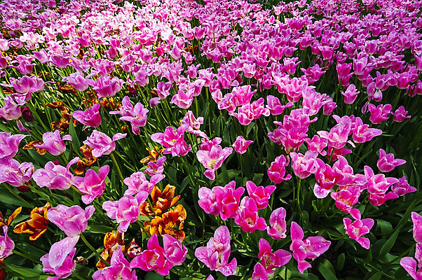 포토 JPG 해외이미지 식물 구름 꽃 분홍색 꽃무늬 밭 자연 하늘 풍경 사람없음 야외 빨간색 초록색 여름 빛 컬러풀 햇빛 태양 노란색 여행객 맑음 보라색 일몰 봄 활발 튤립 벚꽃 시골 개화 꽃집 내추럴 섞기 수평선 해외202004 해외포토 자연요소 계절 컬러 컨셉 무늬 농업 날씨 사람 노을 상점 생태계 파일형식 이미지허브