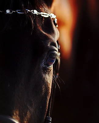 포토 JPG 해외이미지 동물 스포츠 포유류 자연 사람없음 야외 울타리 반려동물 농장 갈색 머리 검은색 힘 침묵 시골 승마 우아함 승차 코 갈기 굴레 스트랩 해외202004 해외포토 컬러 컨셉 농업 모션 신체부위 담장 소리 생태계 파일형식 이미지허브