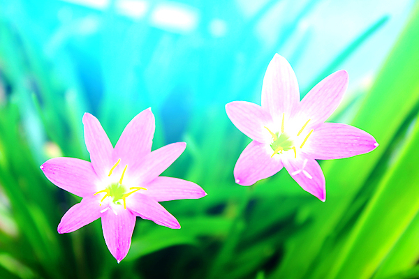 포토 JPG 해외이미지 식물 꽃잎 꽃 분홍색 꽃다발 백그라운드 꽃무늬 오렌지 자연 추상 사람없음 장식 초록색 장미 노란색 봄 벚꽃 흰색 벌집 내추럴 고립 해외202004 해외포토 계절 컬러 무늬 과일 생태계 파일형식 이미지허브