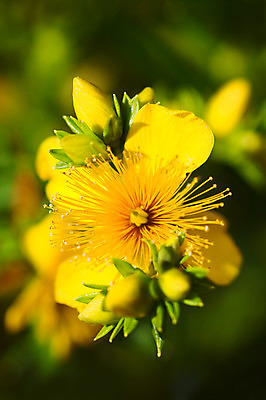 포토 JPG 해외이미지 식물 꽃 사람없음 노란색 새싹 개화 약초 해외202004 해외포토 컬러 풀_식물 파일형식 이미지허브