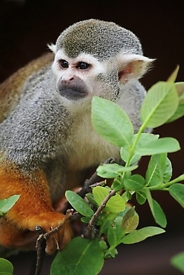 포토 JPG 해외이미지 나무 동물 척추동물 1 응시 얼굴 야생동물 백그라운드 잎 포유류 아프리카 자연 생물 털 종류 앉기 사람없음 초록색 노란색 머리 흰색 원숭이 작음 모피 호기심 꼬리 다람쥐 유인원 남쪽 해외202004 해외포토 식물 시선 감정 나라 컬러 컨셉 모션 신체부위 설치류 크기 방향 생태계 파일형식 이미지허브