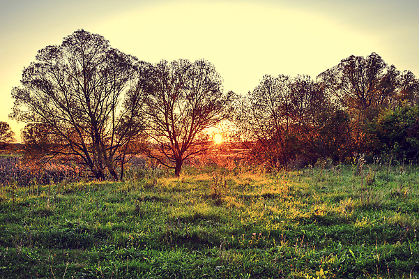 포토 JPG 해외이미지 나무 식물 계절 꽃 실루엣 백그라운드 꽃무늬 밭 농업 자연 하늘 아침 날씨 풍경 사람없음 야외 초록색 여름 파란색 빛 햇빛 태양 노란색 일출 맑음 어둠 황혼 일몰 봄 새벽 가을 시골 신선 황금 저녁 숲 장면 내추럴 수평선 해외202004 해외포토 주간 자연요소 산업 컬러 무늬 촬영기법 노을 야간 생태계 파일형식 이미지허브