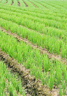 포토 JPG 해외이미지 식물 꽃 선 음식 백그라운드 잎 밭 농업 채소 자연 건강 사람없음 야외 초록색 농작물 농장 봄 성장 시골 신선 작음 땅 먹기 먼지 땅바닥 줄서기 채식주의자 해외202004 해외포토 계절 산업 컬러 모션 바닥 크기 생태계 채식 파일형식 이미지허브