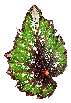 포토 JPG 해외이미지 식물 디자인 꽃 화초 백그라운드 잎 꽃무늬 자연 주택 사람없음 장식 초록색 상점 정원 성장 흰색 신선 점 숲 꽃집 오브젝트 유기농 원예 질감 내추럴 강렬 고립 생태학 엘리먼트 해외202004 해외포토 웰빙 교육 컬러 무늬 취미 건물 생태계 파일형식 이미지허브